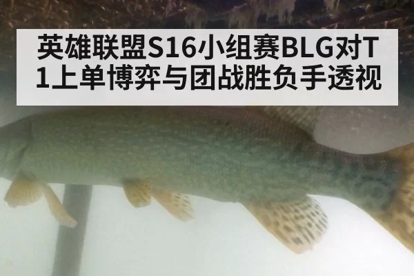 英雄联盟S16小组赛BLG对T1上单博弈与团战胜负手透视